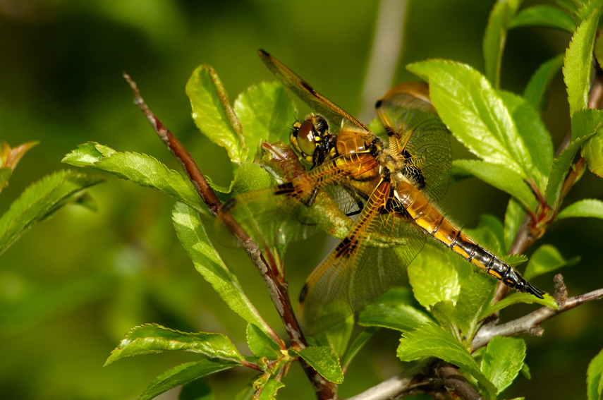 Libellula quadrimaculata